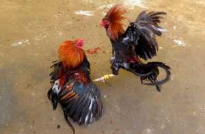 Polres Nganjuk Dinilai Gagal Tegakkan Hukum, Sabung Ayam Berlangsung Tanpa Hambatan Polres Nganjuk Dinilai Gagal Tegakkan Hukum, Sabung Ayam Berlangsung Tanpa Hambatan