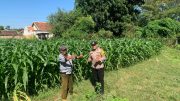 Bhabinkamtibmas Kademangan Dorong Petani Tingkatkan Produksi Demi Ketahanan Pangan