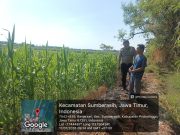 Polsek Sumberasih Perkuat Sinergi dengan Petani, Produktivitas Jagung Terus Dipantau