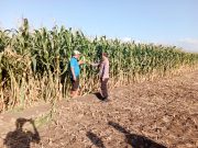 Dari Sawah untuk Negeri, Polsek Sumberasih Perkuat Ketahanan Pangan Bersama Petani
