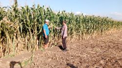 Dari Sawah untuk Negeri, Polsek Sumberasih Perkuat Ketahanan Pangan Bersama Petani