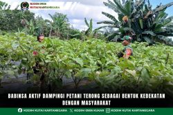 Babinsa Aktif Dampingi Petani Terong Sebagai Bentuk Kedekatan Dengan Masyarakat