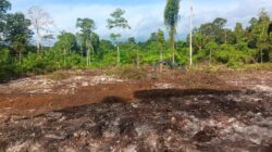 TMMD Ke-129 Tuntaskan Pembukaan Lahan 1 Hektar, Siap Ditanami untuk Perkuat Ketahanan Pangan Kampung Sesor TMMD Ke-129 Tuntaskan Pembukaan Lahan 1 Hektar, Siap Ditanami untuk Perkuat Ketahanan Pangan Kampung Sesor