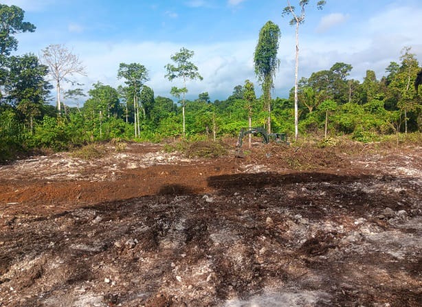 TMMD Ke-129 Tuntaskan Pembukaan Lahan 1 Hektar, Siap Ditanami untuk Perkuat Ketahanan Pangan Kampung Sesor TMMD Ke-129 Tuntaskan Pembukaan Lahan 1 Hektar, Siap Ditanami untuk Perkuat Ketahanan Pangan Kampung Sesor