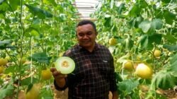 Melon Blitar Tembus Pasar Singapura: Bukti Kualitas Pertanian Lokal