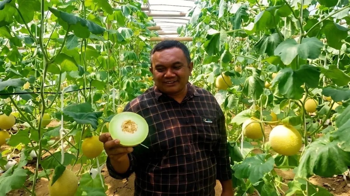 Melon Blitar Tembus Pasar Singapura: Bukti Kualitas Pertanian Lokal