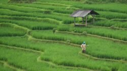 Ancaman Hilangnya Lahan Pertanian di Indonesia Ancaman Hilangnya Lahan Pertanian di Indonesia