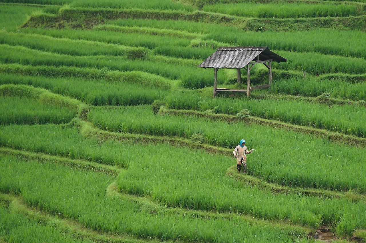 Ancaman Hilangnya Lahan Pertanian di Indonesia Ancaman Hilangnya Lahan Pertanian di Indonesia
