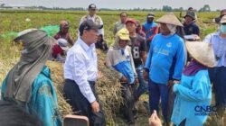 Kunjungan Menteri Pertanian ke Karawang: Meningkatkan Produktivitas Pertanian di Tengah Kekeringan
