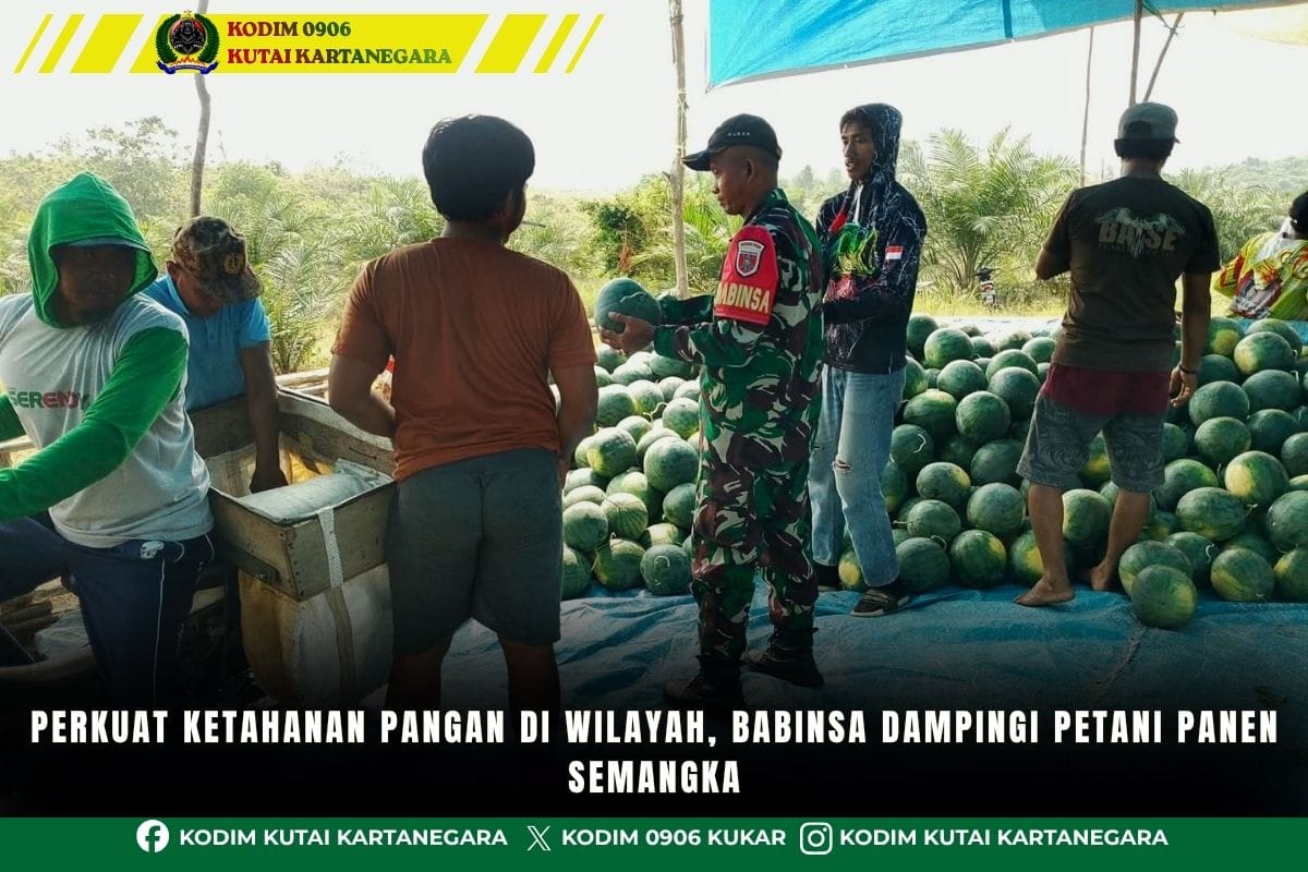 Perkuat Ketahanan Pangan Di Wilayah, Babinsa Dampingi Petani Panen Semangka