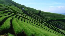 Menikmati Keindahan Terasering Panyaweuyan di Majalengka