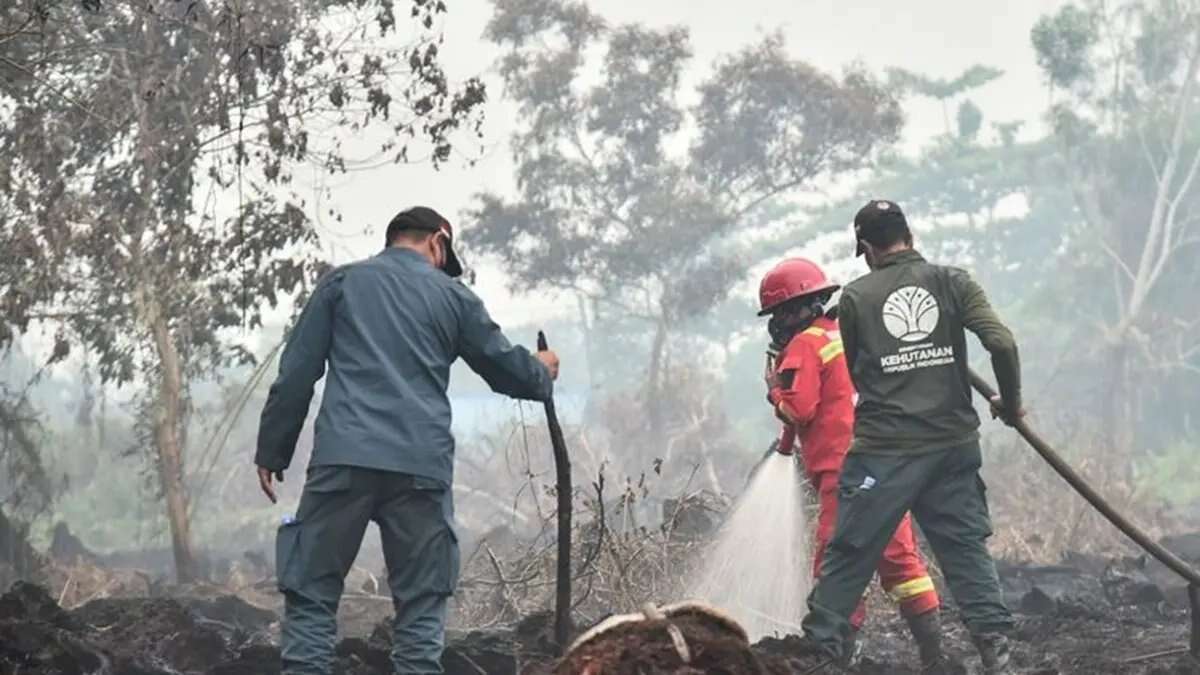 Penanganan Kebakaran Hutan dan Lahan di Enam Provinsi
