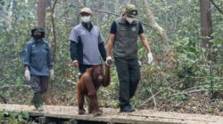 Respon Kementerian Kehutanan atas Dampak Karhutla Terhadap Satwa