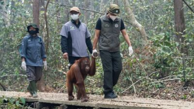 Respon Kementerian Kehutanan atas Dampak Karhutla Terhadap Satwa