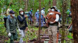 Pemerintah Perkuat Penyelamatan Satwa Liar di Kalimantan Tengah