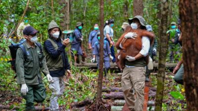 Pemerintah Perkuat Penyelamatan Satwa Liar di Kalimantan Tengah