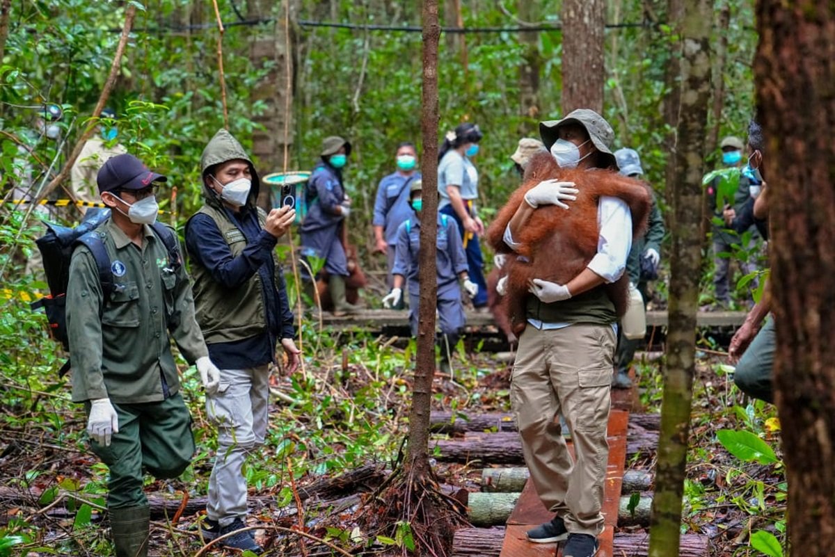 Pemerintah Perkuat Penyelamatan Satwa Liar di Kalimantan Tengah