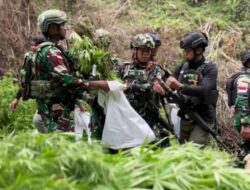 Penemuan Ladang Ganja di Pegunungan Bintang