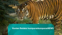 Kelahiran Anak Harimau Sumatera di Yunani