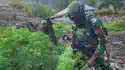 TNI Gagalkan Peredaran Ganjar di Yahukimo: Sebuah Pengungkapan Besar