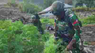 TNI Gagalkan Peredaran Ganjar di Yahukimo: Sebuah Pengungkapan Besar