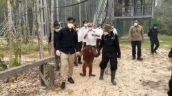 Kunjungan Gibran ke Pusat Rehabilitasi Orangutan: Memastikan Perlindungan Satwa di Tengah Kebakaran Hutan
