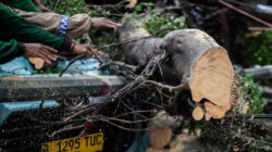 Tragedi Pohon Tumbang di Serang: Pengendara Motor Tewas dan Seorang Luka Berat
