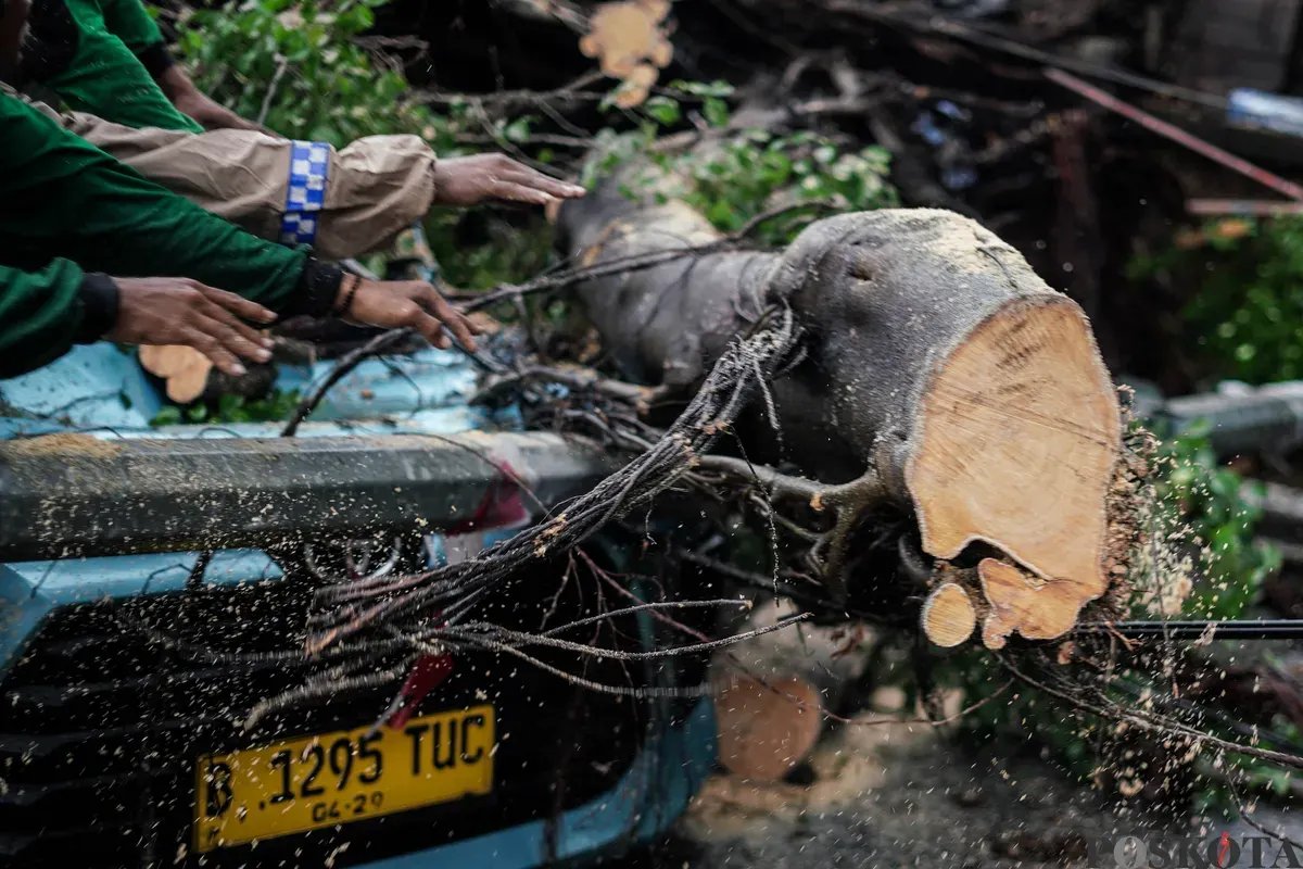 Tragedi Pohon Tumbang di Serang: Pengendara Motor Tewas dan Seorang Luka Berat