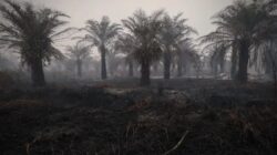Penurunan Jumlah Hotspot Karhutla di Indonesia