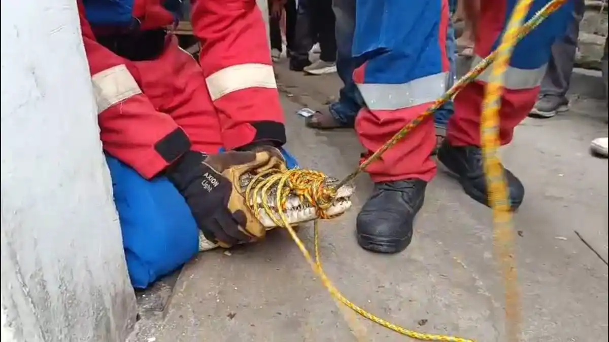 Evakuasi Buaya Muara di Bandar Lampung: Pemilik Takut Kehilangan