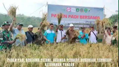 Panen Padi Bersama Petani, Babinsa Perkuat Dukungan Terhadap Ketahanan Pangan