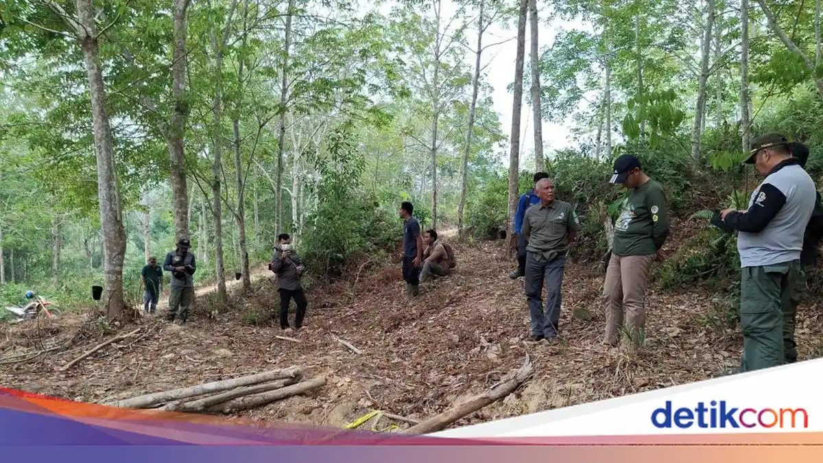 Kematian Anak Gajah di Konsesi Jambi Masih Diselidiki, Dugaan Kelalaian Didalami
