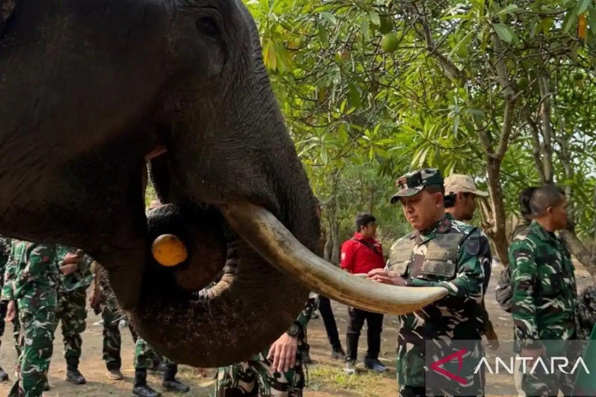 Danrem 044/Garuda Dempo Memantau Kondisi Gajah Binaan di Padang Sugihan