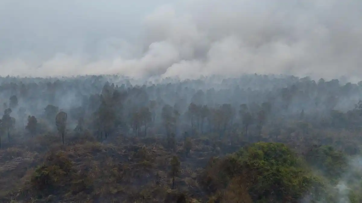 Karhutla di Merauke Meluas ke 10 Distrik, Pendataan Lahan Terbakar Masih Berjalan