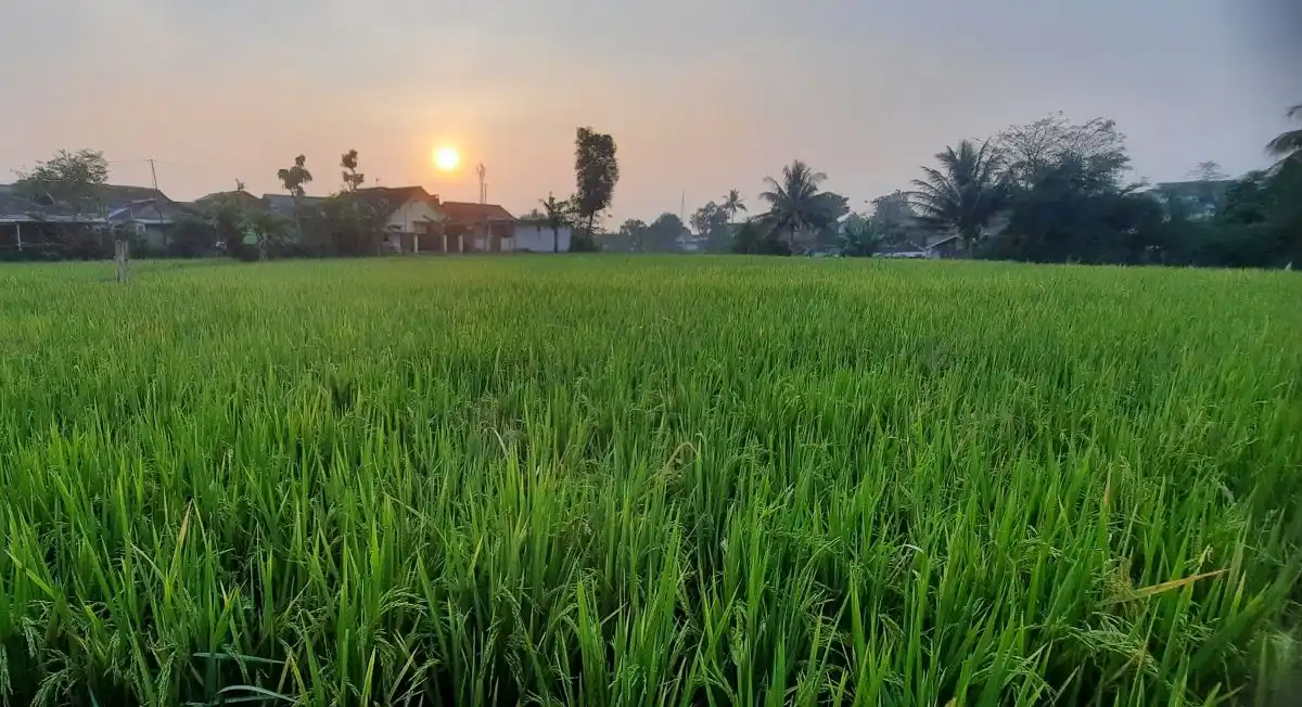 Cianjur Catat Surplus Beras 271.429 Ton hingga Agustus 2026