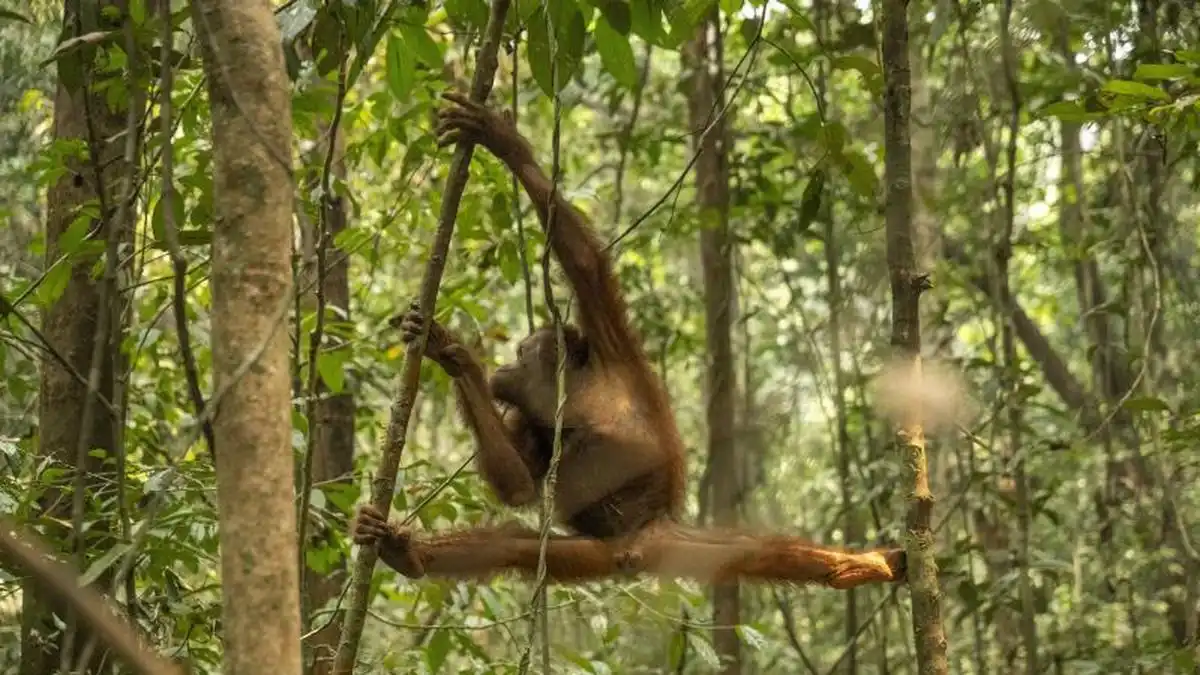Penyelamatan 46 Orangutan Kalimantan dari Ancaman Karhutla