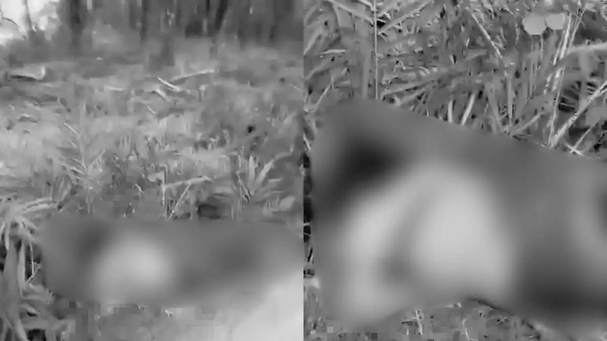Penemuan Jenazah Perempuan di Perkebunan Sawit Mesuji dalam Penanganan Polisi