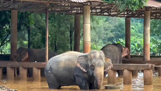 Jejak Alexander, Gajah Kruger yang Tetap Menghidupkan Ekosistem Setelah Mati